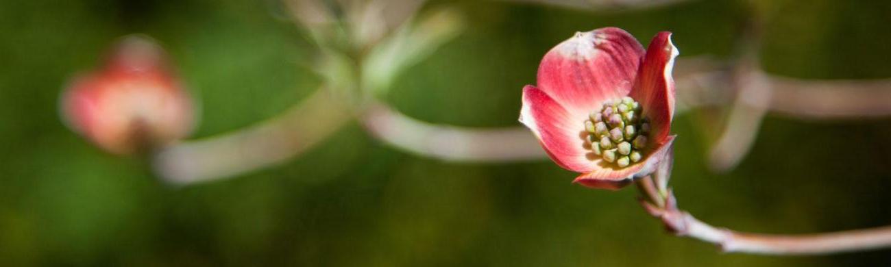 Close-up of a flower